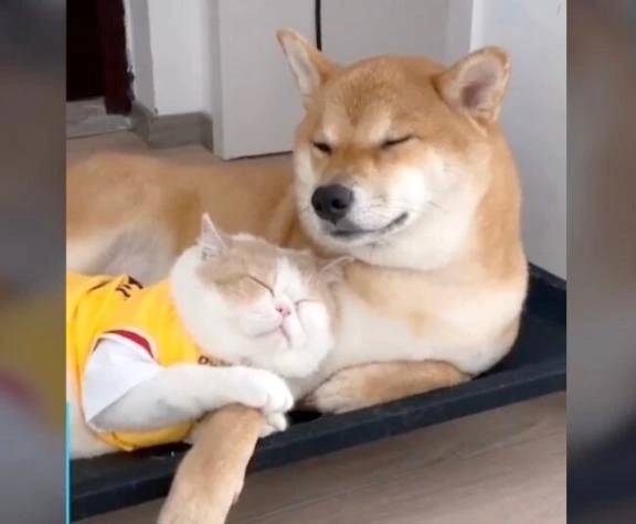 癒やし②
