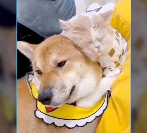 癒やし③