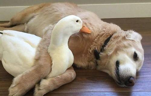 癒やし⑥