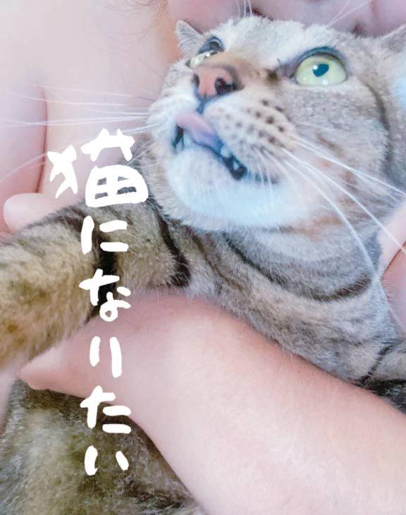 🐈