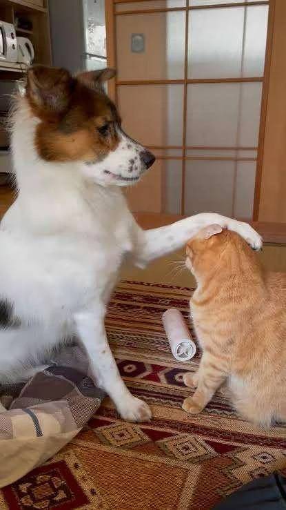 お笑い②