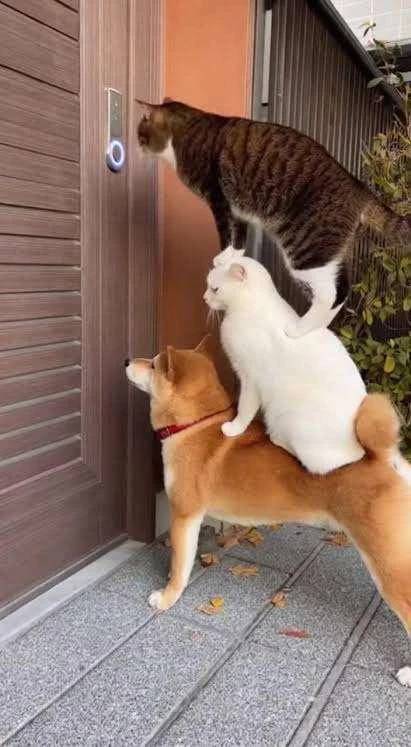 お笑い④