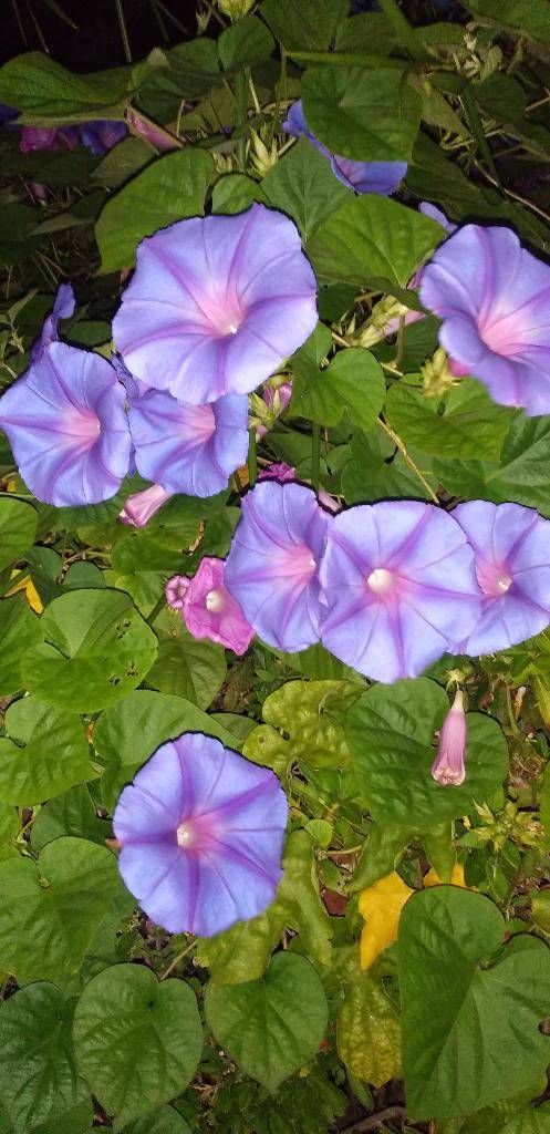 朝の散歩にて💖
