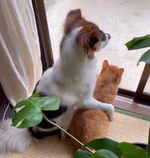 癒やし①