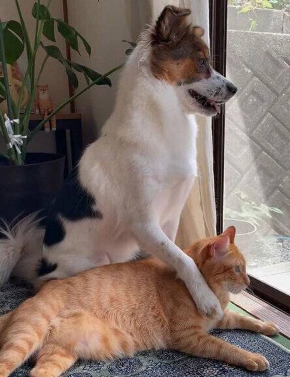 癒やし②