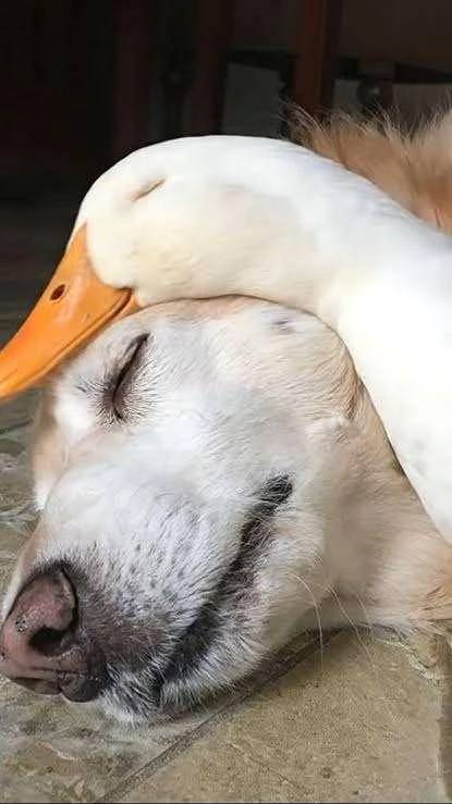 癒やし⑤