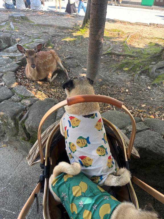 ?2年ぶりの宮島?