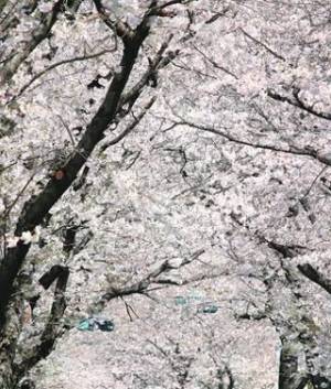 桜が綺麗だねー🥰