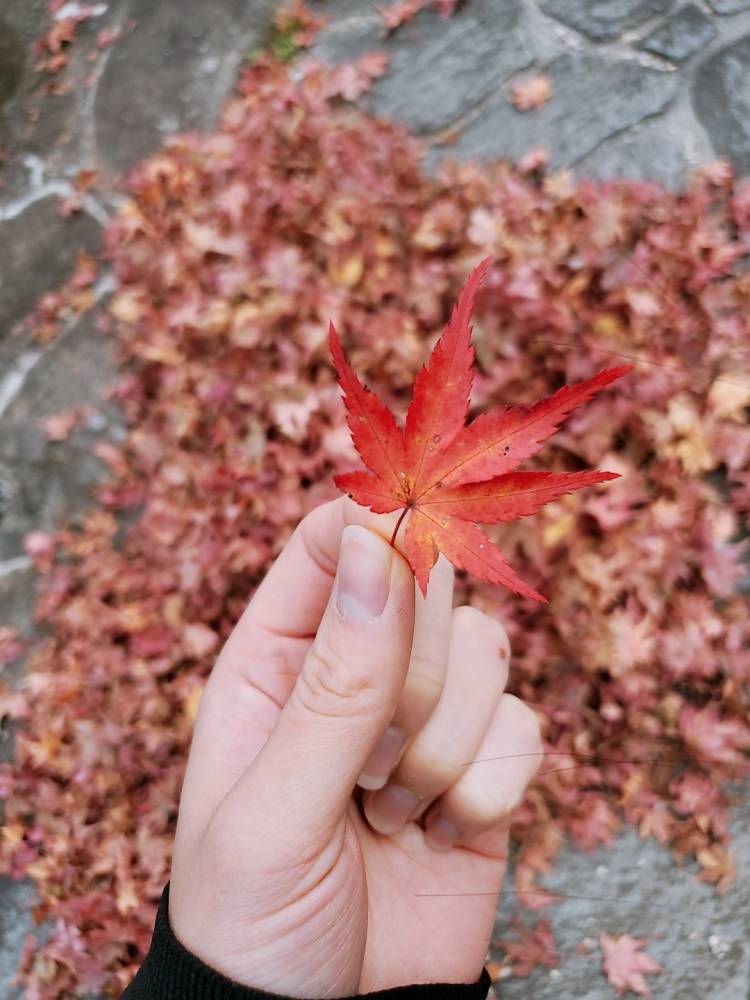 山口県 デリヘル えっちなおくさん -岩国・周南・防府- 南ゆい