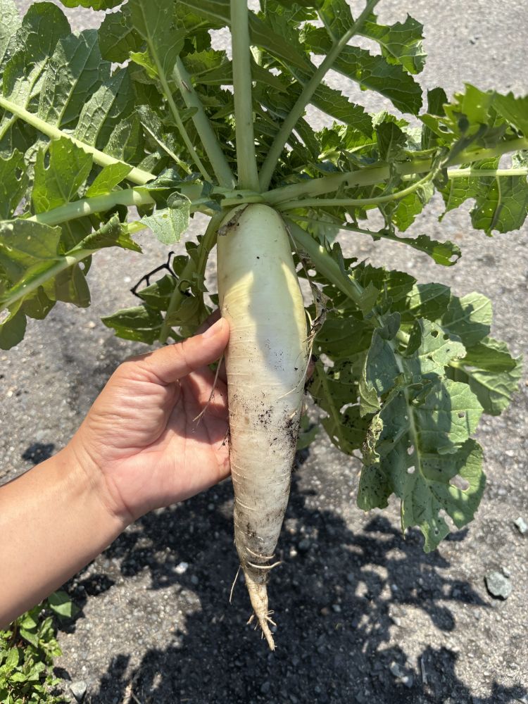 【せなの休日🍆🍅】こんなおっつきいのが、、