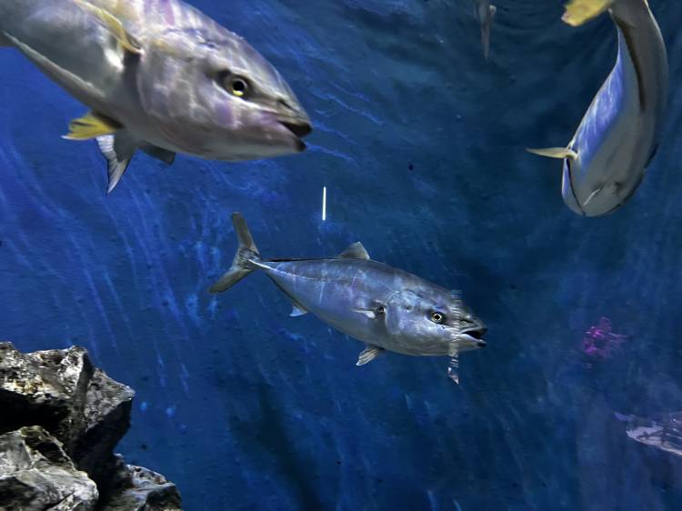 とあるブランドのブリちゃん💙