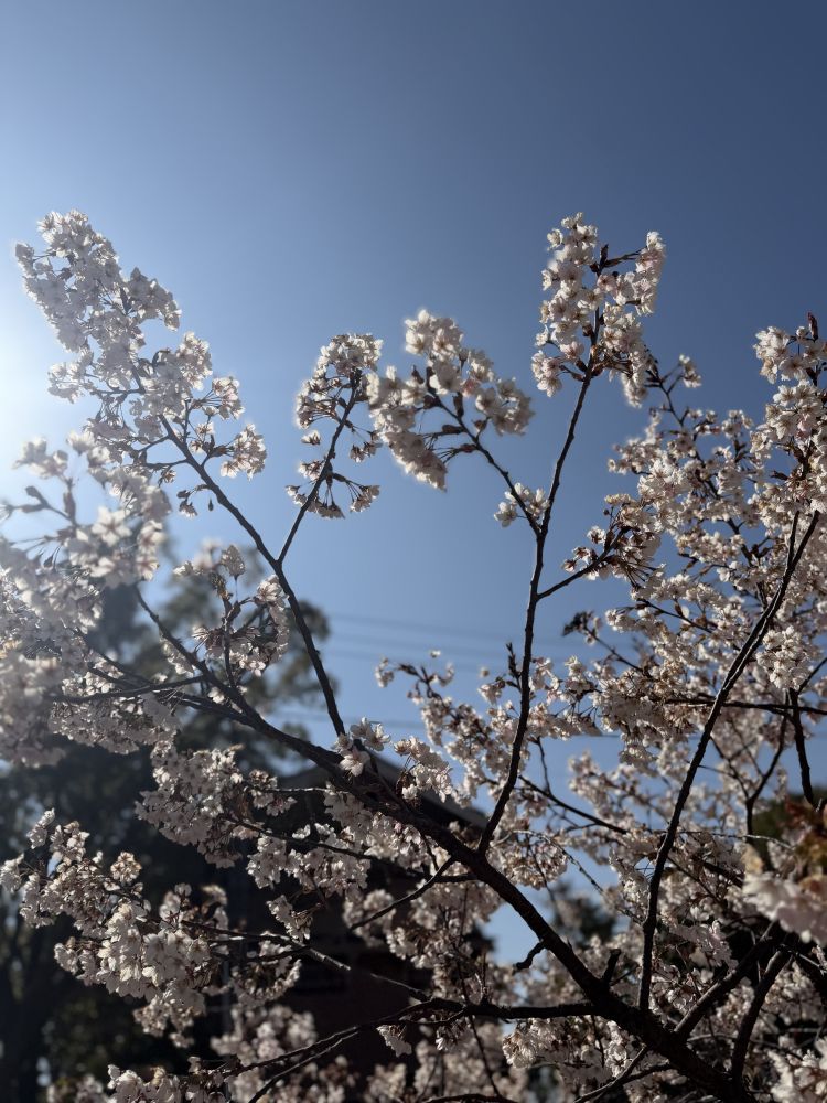 ♡次回出勤予定3月30日です🍒🌸♡