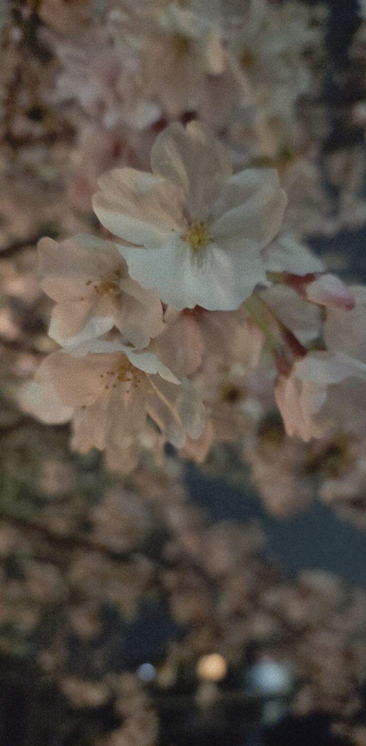 今夜の満月🌕🌸４連勤最終日💕🌸