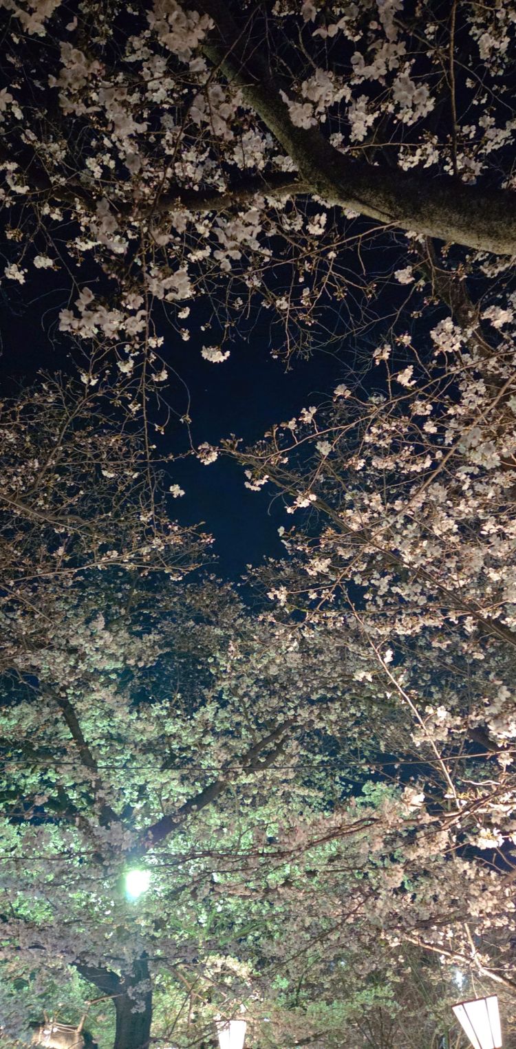 明日は、雨…昨日はBEST🌸🌕✨そして今日も🍒新規ユーザー様登録よろしくお願い致します