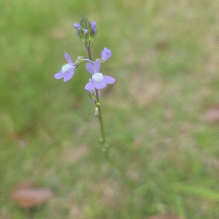 植物のブームきた🤍
