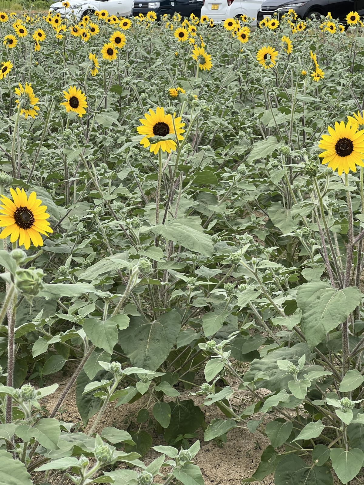 お盆休みも終わり🌻🌼