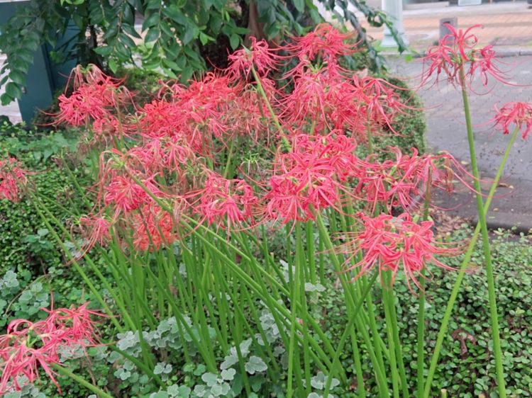 季節のお花♡