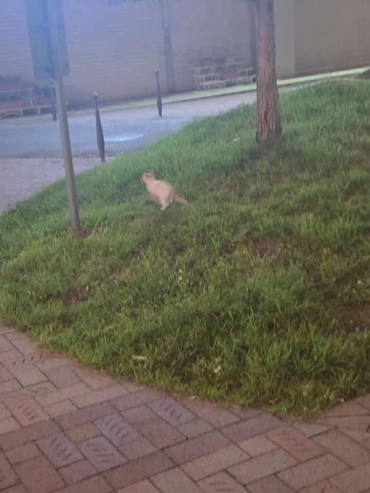 昨日の仔猫♡もうすぐ出勤！！！