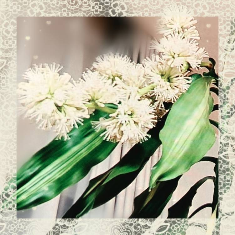 幸運のお花🌺