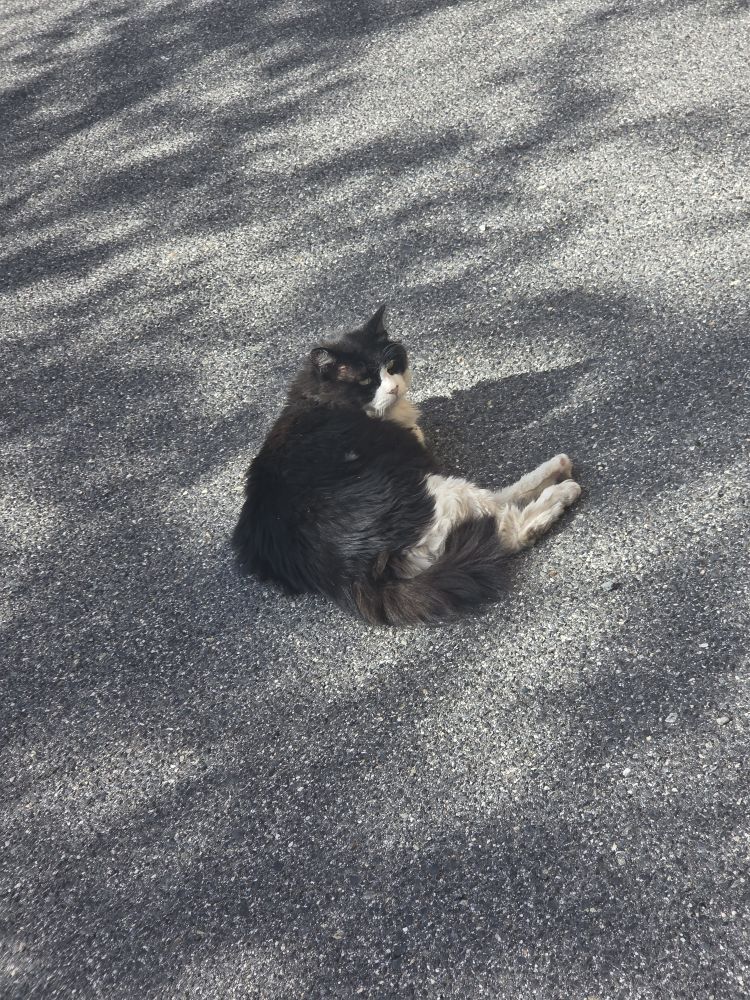 ポージング神🐈‍⬛💙！