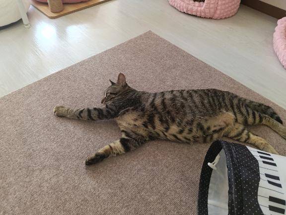 今日はお休みしました