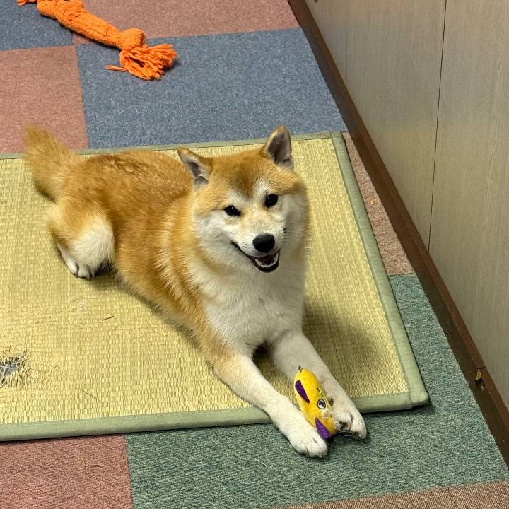 今日から米子出勤✊🏻