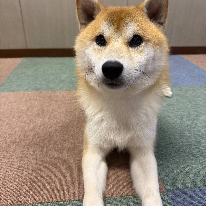 誰か助けてください😿