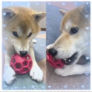 🐕気に入ってくれた？🐕