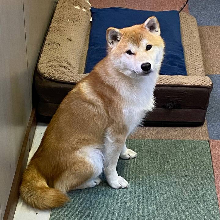 明日は寝ます🐕