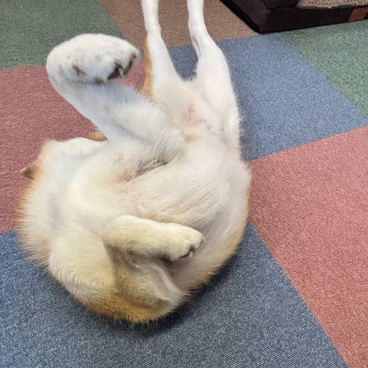 今日のわんこ通信