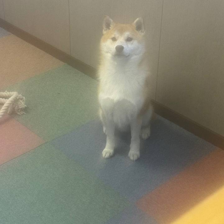 今回初あらし🐶