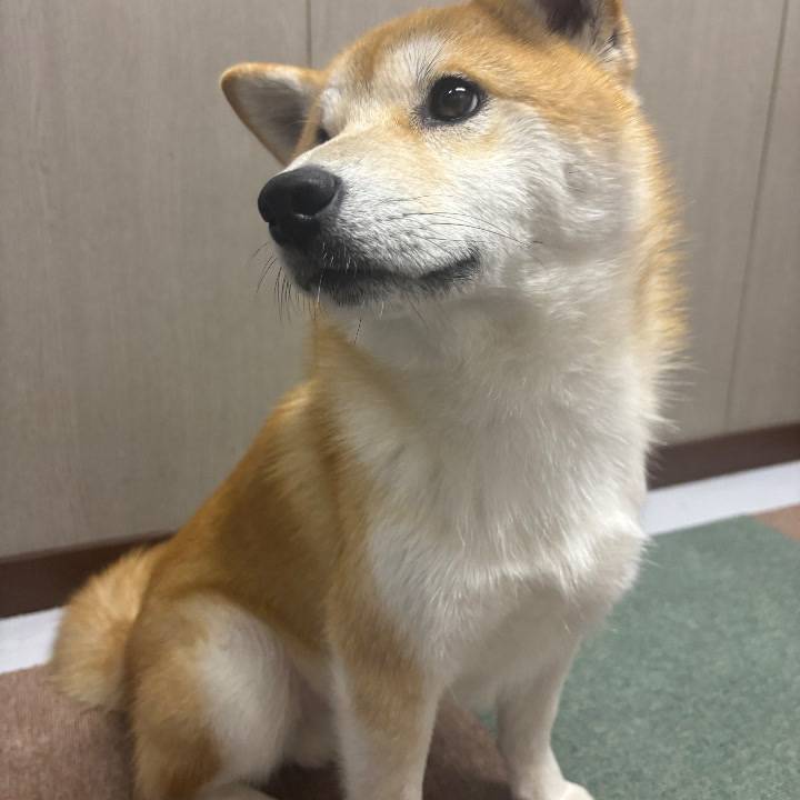 今日のわんこ通信