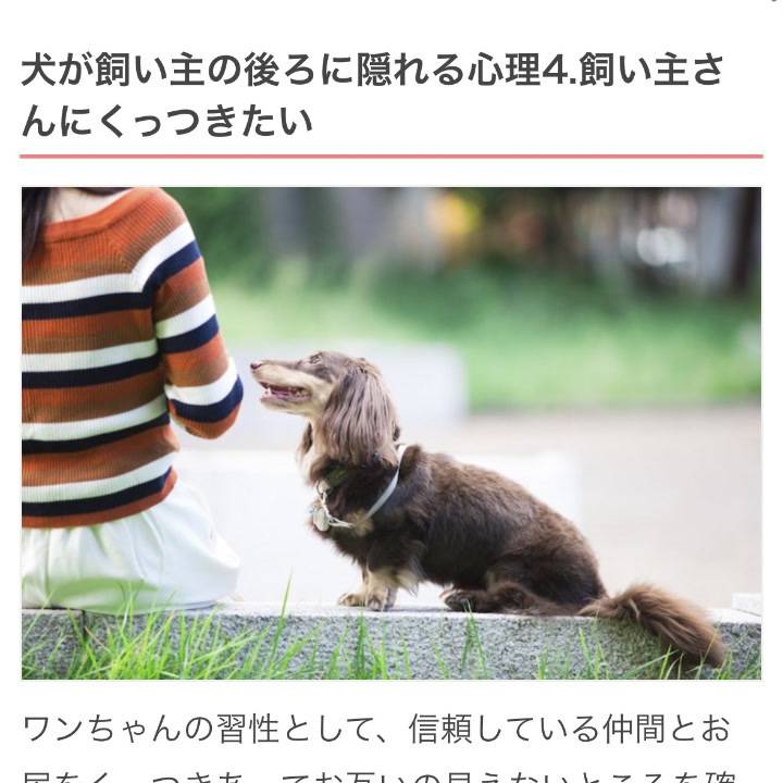 今日のわんこ通信