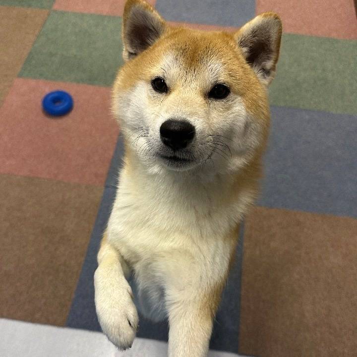 22日から米子います❣️