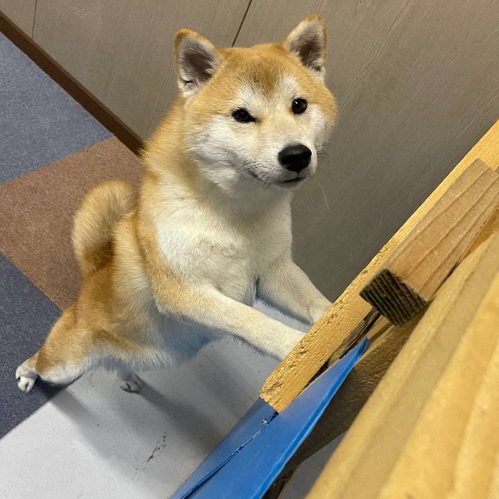 わん！わん！🐶