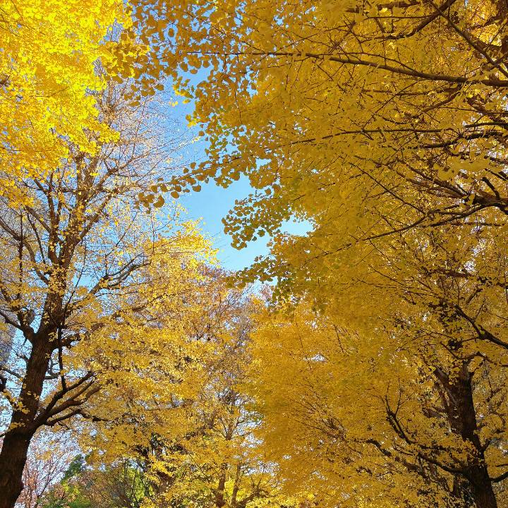 🧩気をつけて過ごしてください(•ˋ _ ˊ•)
