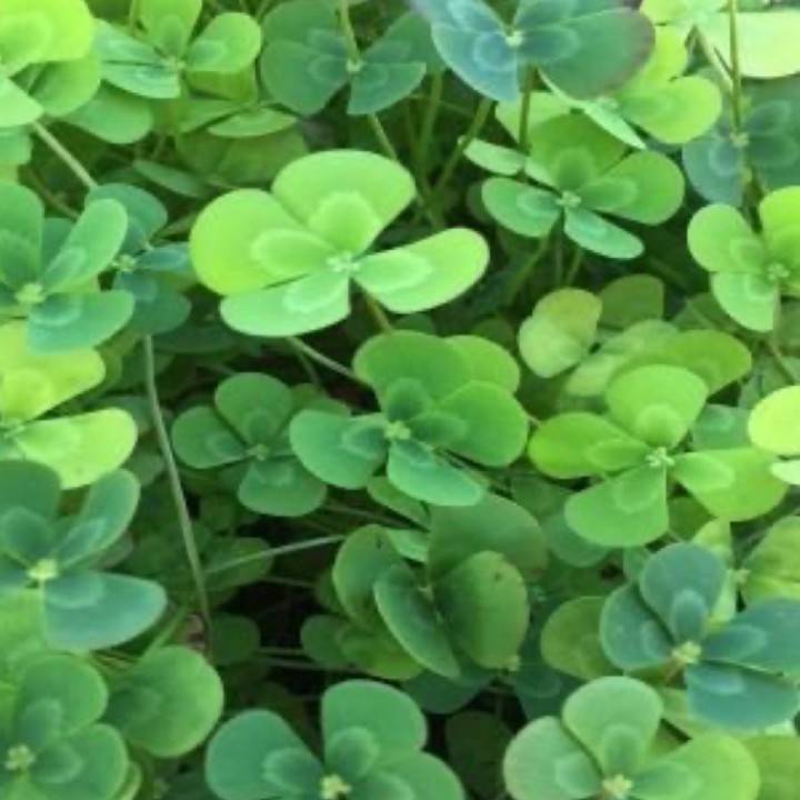 今日は特別ゲリラ開催✨️