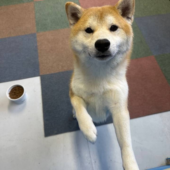 部長🐶私もラストまでいます🐶