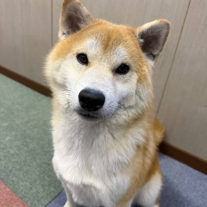 米子10日目