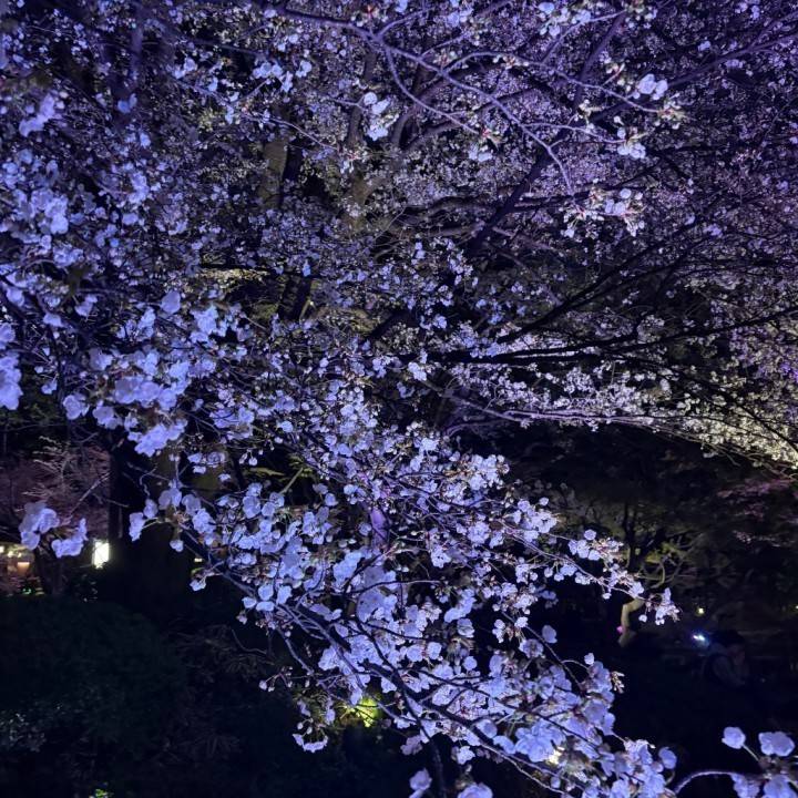 𝜗𝜚.˚⋆𝜗𝜚.˚⋆𐔌՞ ܸ .ˬ. ܸ՞𐦯