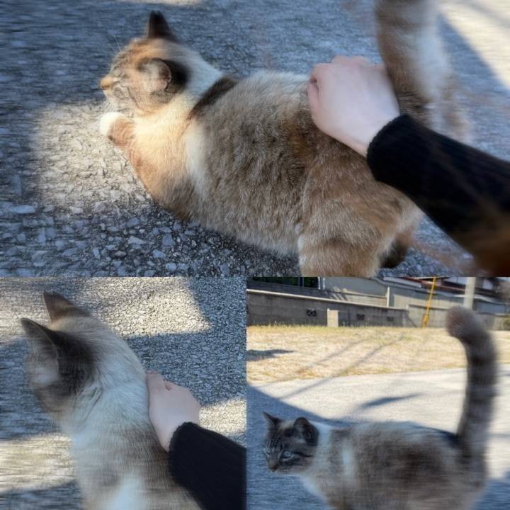 天使ちゃん