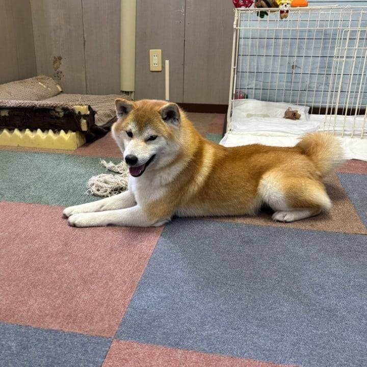 今日のわんこ通信