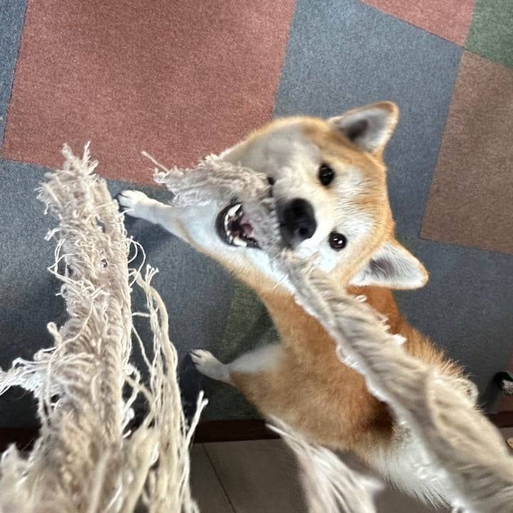 明日まで米子います🈳🐿️