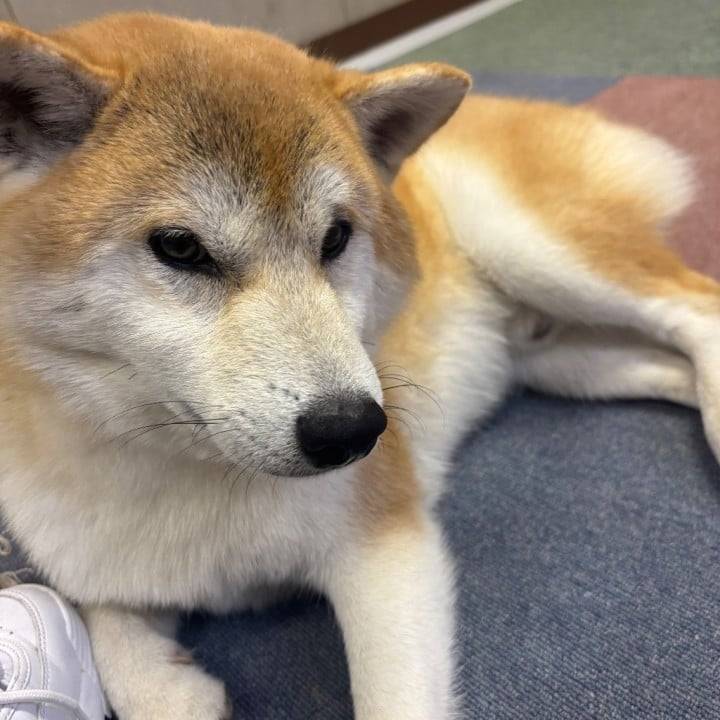 今日のわんこ通信