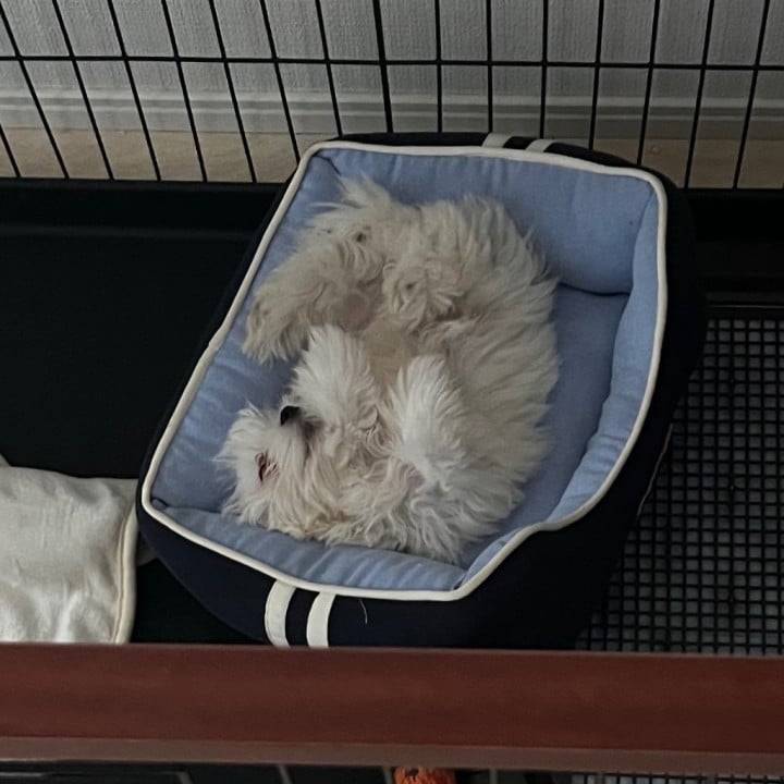 🐶