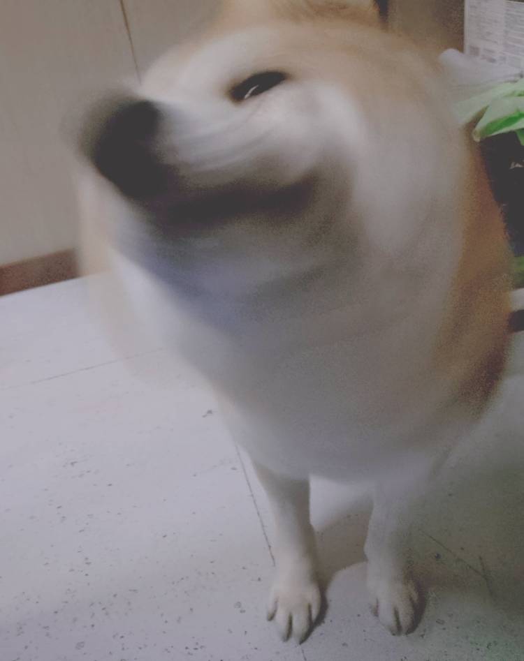 出会ったときは豪雪だったね🤍
