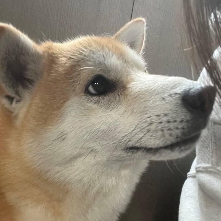 米子のアラシ部長をご存知ですか！？🐶💕