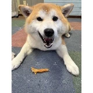 本日の🩷
