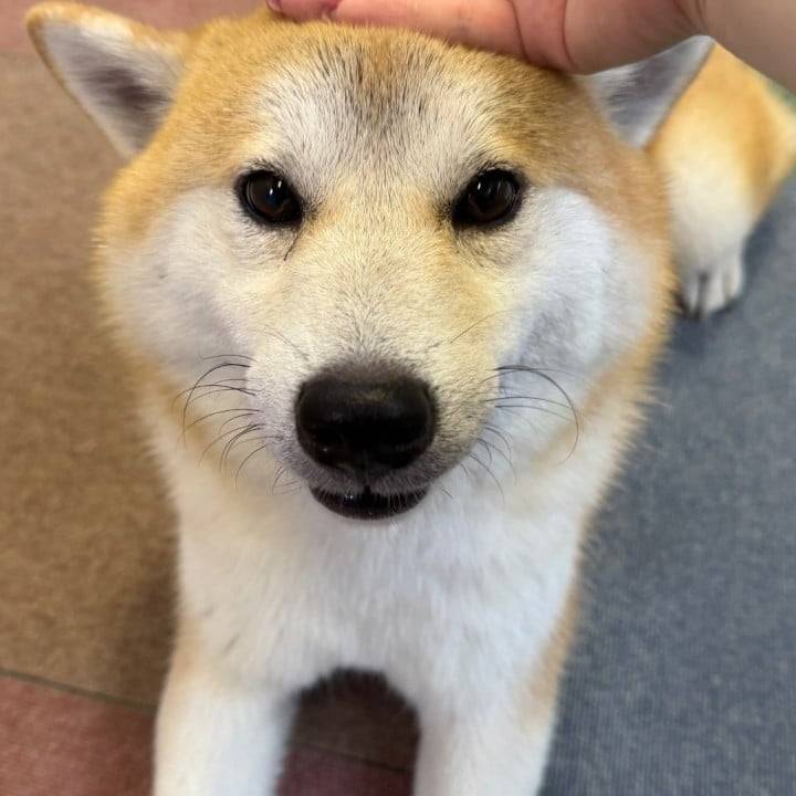 部長💖🐿️