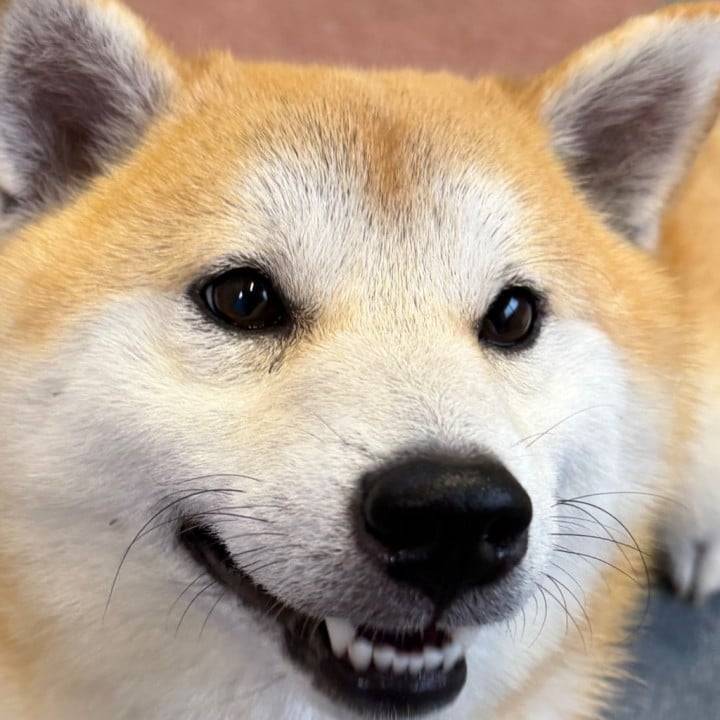 🈳〜〜〜🐿️